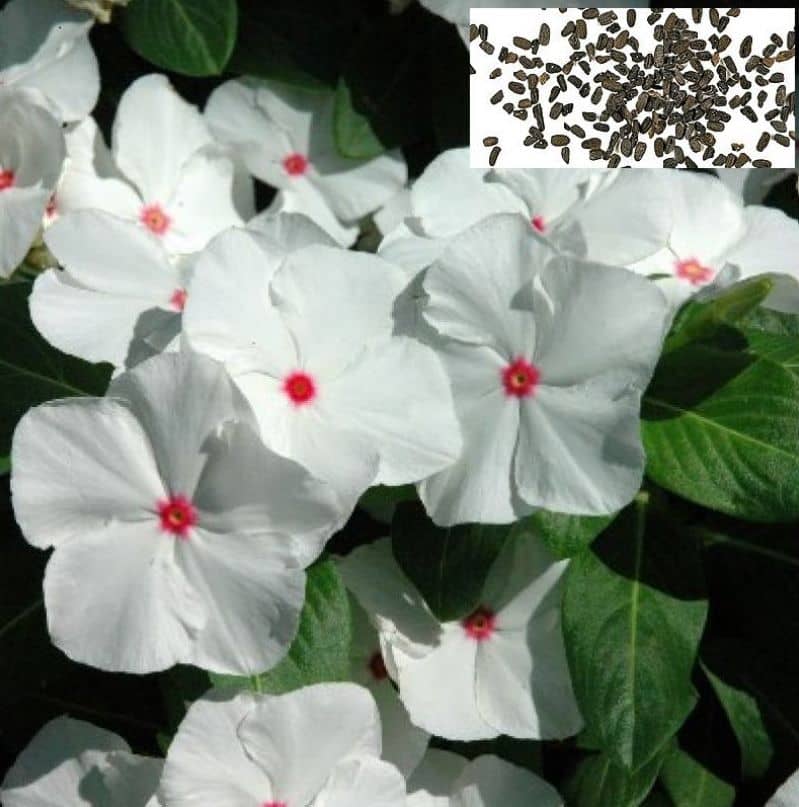 homeagro - Daisy Flower ( 50 Seeds )