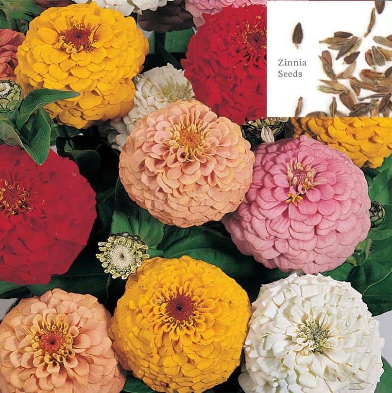 homeagro - Flower Seeds ( 30 )