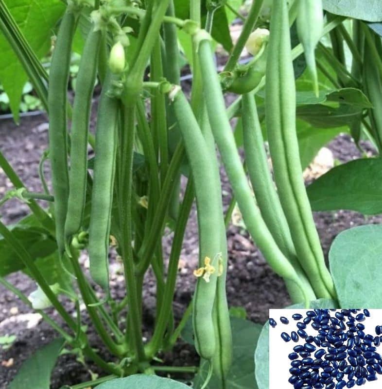 homeagro - French Bean Vegetable ( 50 Seeds )