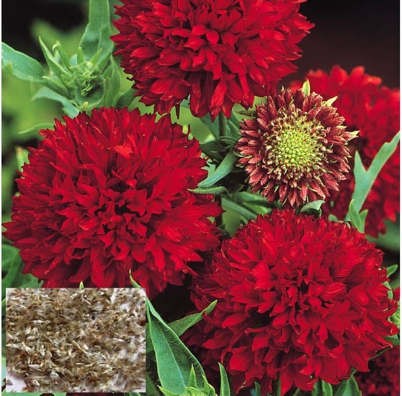 homeagro - Gaillardia Mixed Flower ( 20 Seeds )