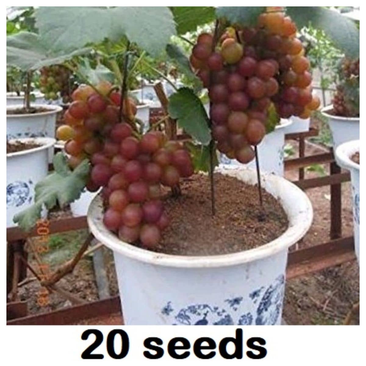 homeagro - Grapes Fruit ( 20 Seeds )