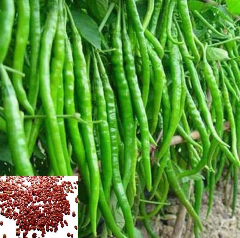 homeagro Green Chilli Vegetables Seeds (Pack Of 5