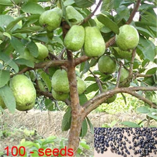 homeagro - Guava Fruit ( 100 Seeds )