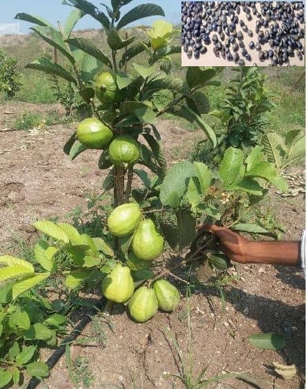 homeagro - Guava Fruit ( 100 Seeds )