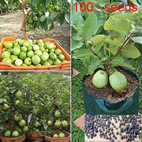 homeagro - Combo of Thailand Guava Fruit ( 100 seed ) and Grapes Fruit ( 20 Seeds )