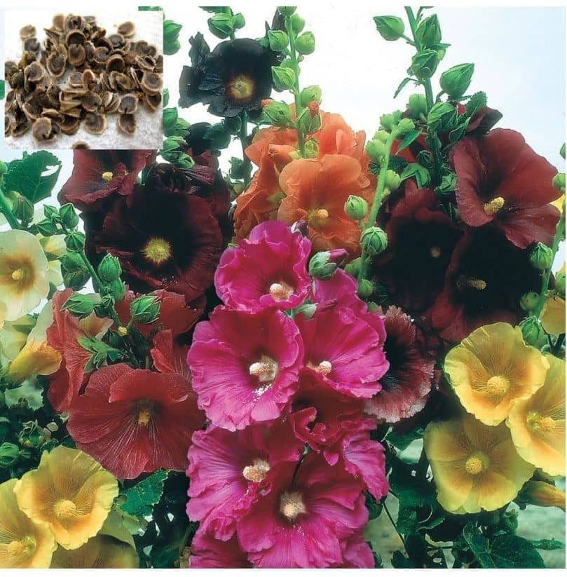homeagro - Hollyhock Mixed Flower ( 50 Seeds )
