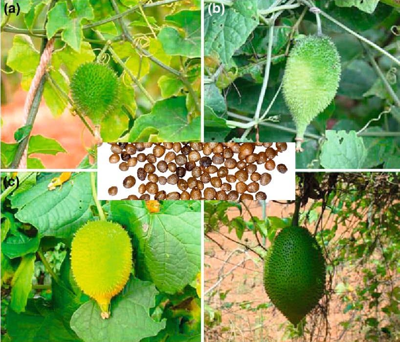 homeagro - Kantola (teasle gourd) | Pack of 20 Seeds + cocope