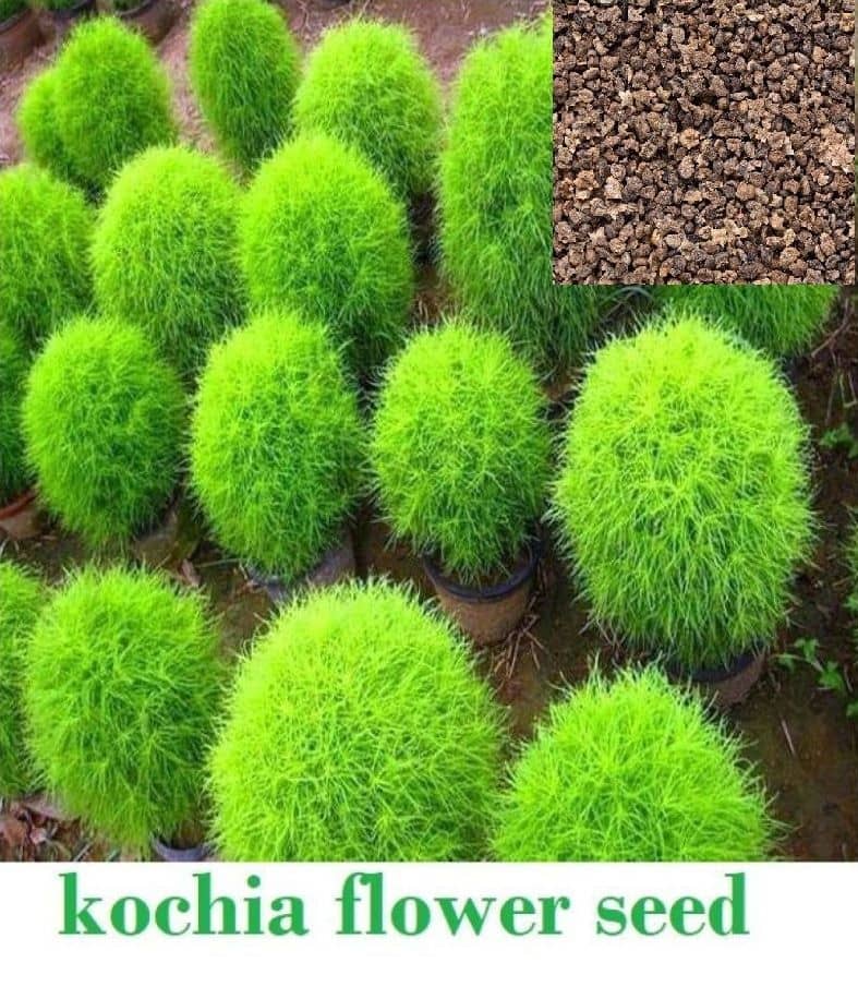 homeagro - Kochia Flower ( 50 Seeds )