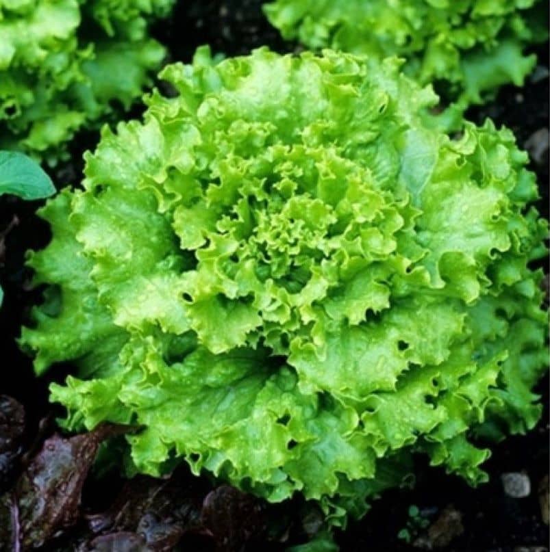 homeagro LETTUCE GRAND RAPIDS(50+ SEEDS)