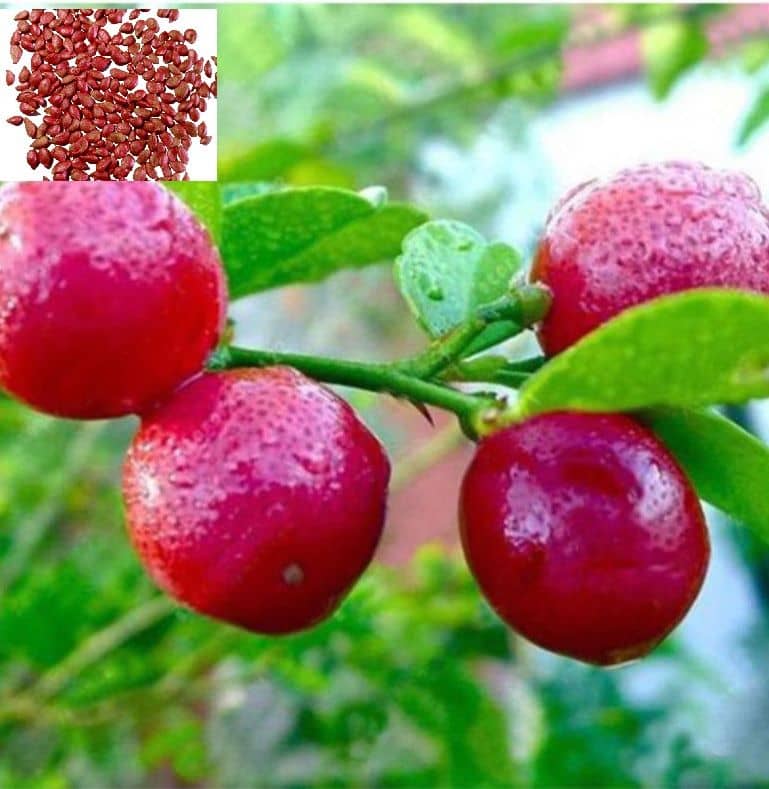 homeagro - Lemon Vegetable ( 110 Seeds )