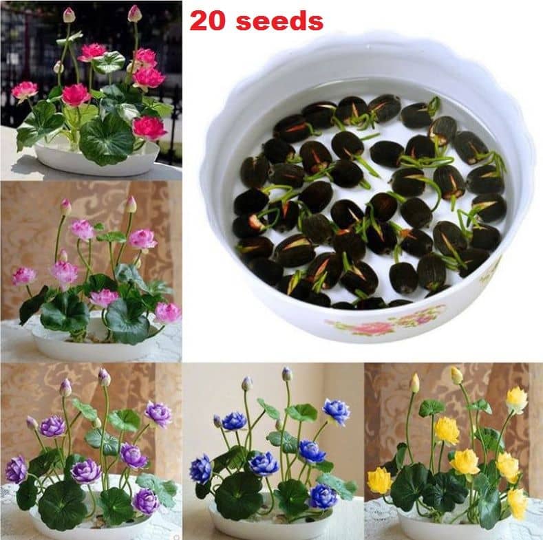 homeagro - Lotus Flower ( 20 Seeds )