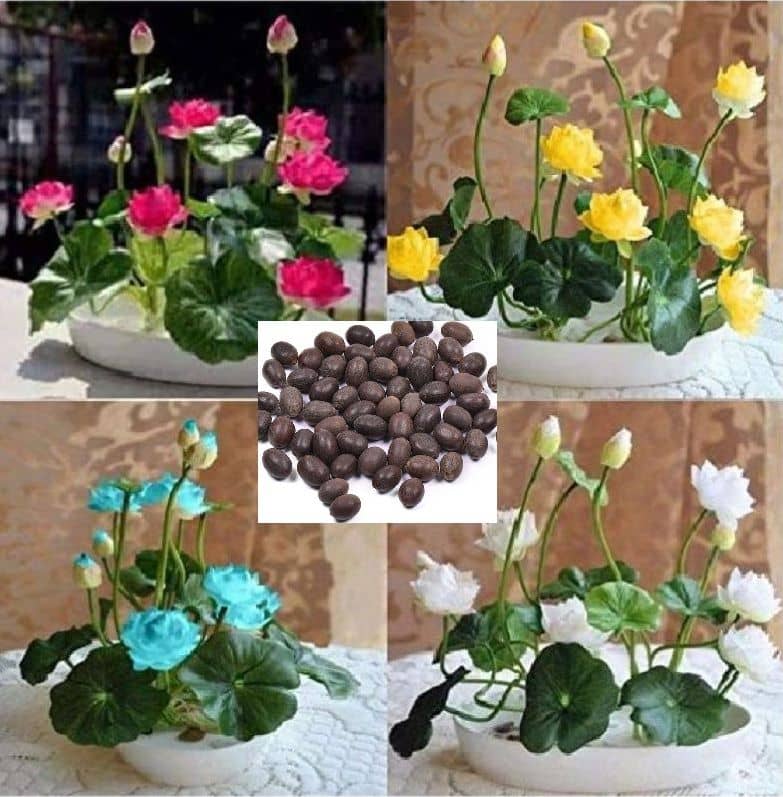 homeagro - Lotus Flower Seeds (Pack of 10)