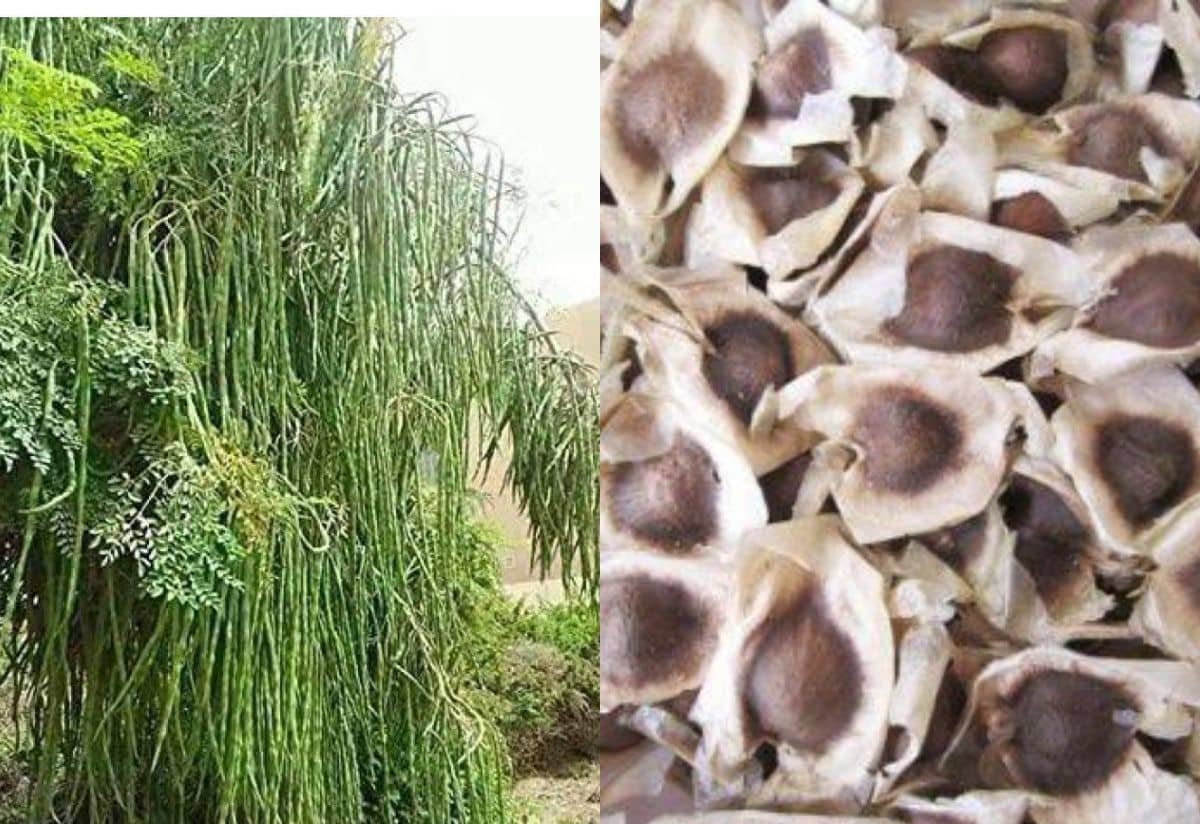 homeagro - Moringa Vegetable ( 15 Seeds )