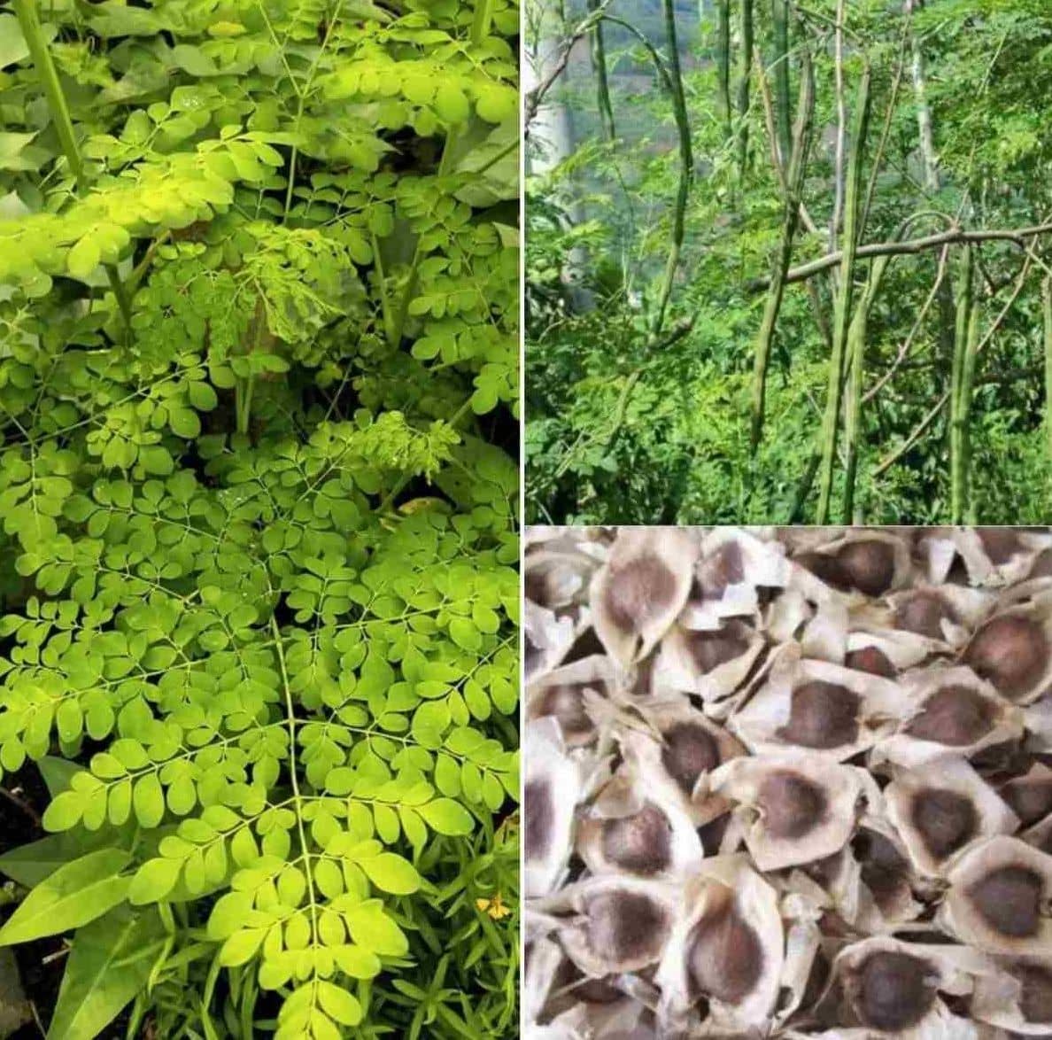 homeagro Organic Moringa Drumstick Seeds (Saijan