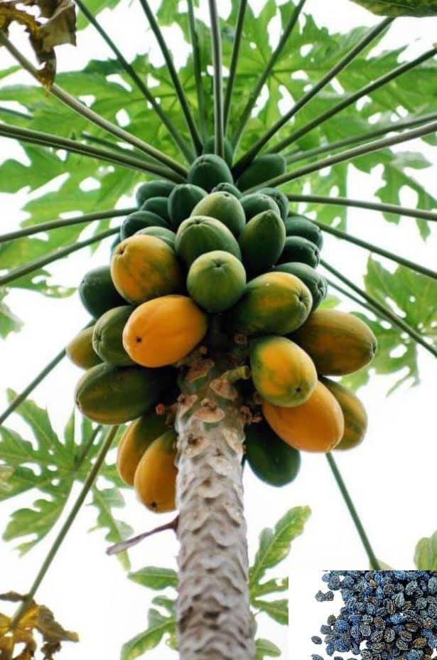 homeagro - Papaya Fruit ( 50 Seeds )