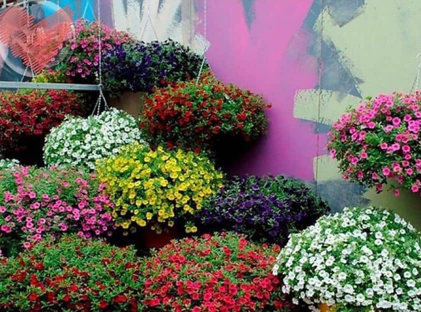 homeagro - Petunia Mixed Flower ( 50 Seeds )