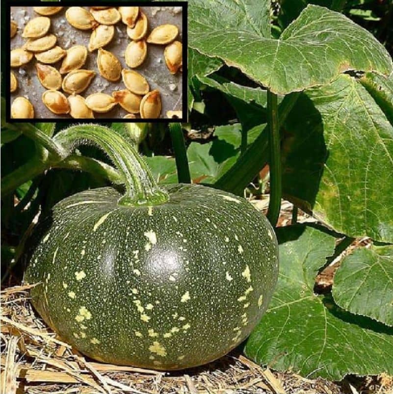 homeagro - Pumpkin Vegetable ( 10 Seeds )