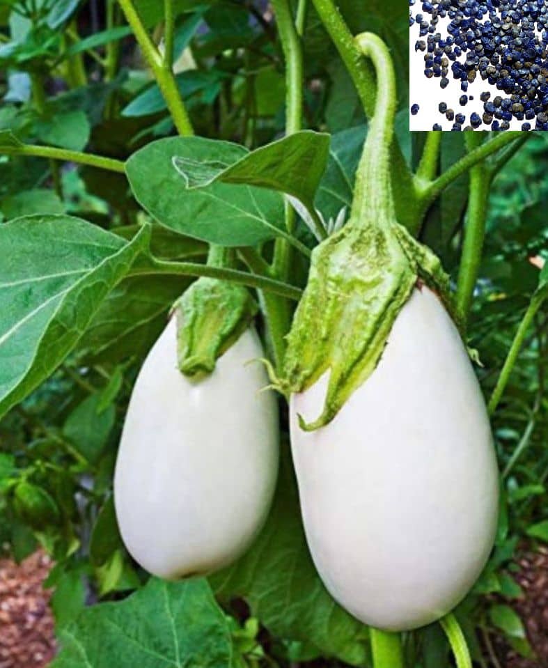 homeagro - REAL NATURE BRINJAL (BENGAN) SEEDS - 50