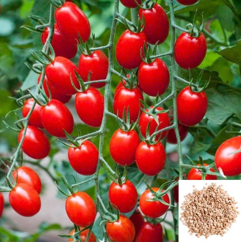 homeagro - Tomato Vegetable ( 50 Seeds )