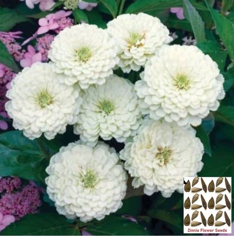 homeagro - Zinnia Mixed Flower ( 25 Seeds )