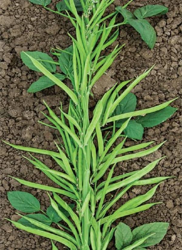 Recron Seeds - Beans Vegetable ( 10 Seeds )