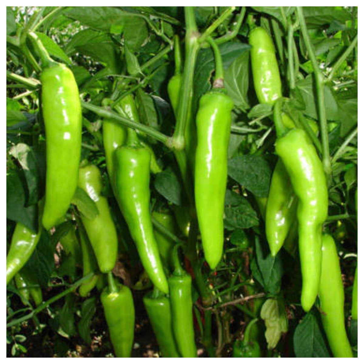 homeagro - Chilli Vegetable ( 50 Seeds )