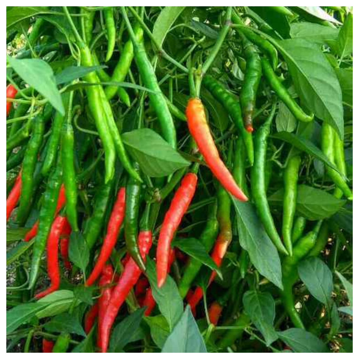 homeagro - Chilli Vegetable ( 50 Seeds )