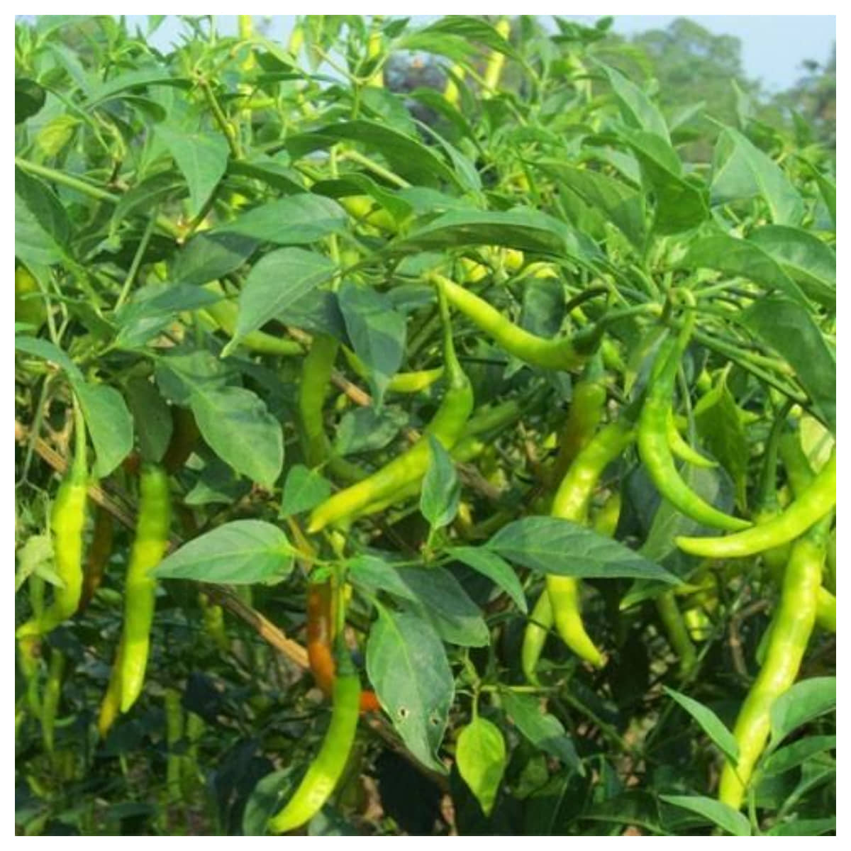 homeagro - Chilli Vegetable ( 50 Seeds )