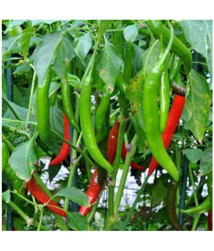homeagro - Chilli Vegetable ( 50 Seeds )
