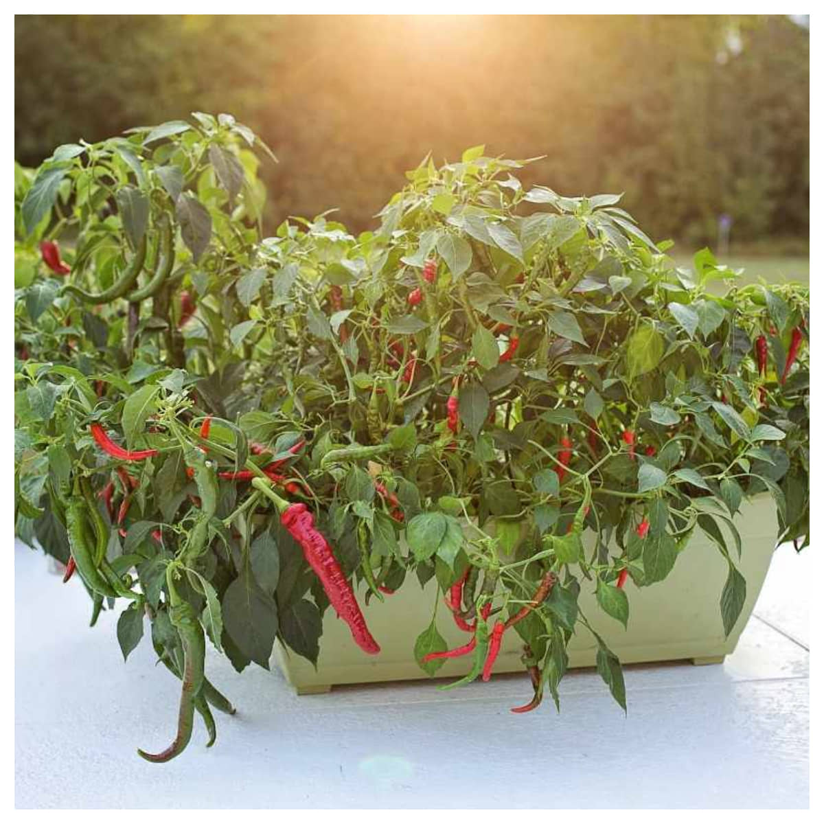 homeagro - Chilli Vegetable ( 50 Seeds )