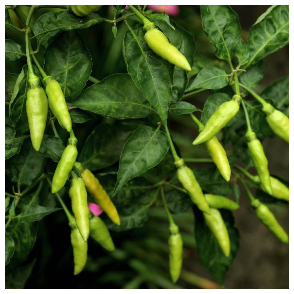 homeagro - Chilli Vegetable ( 50 Seeds )