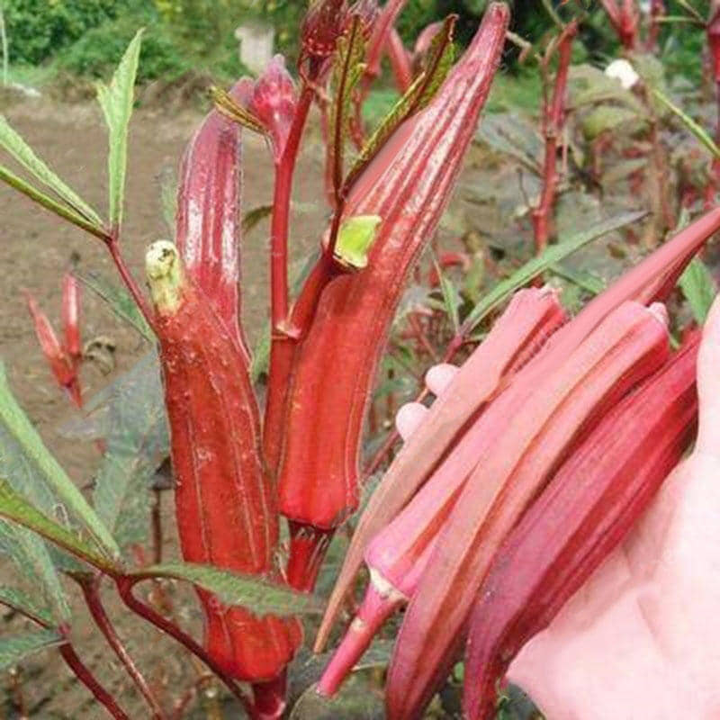 homeagro - Lady Finger Vegetable ( 50 Seeds )