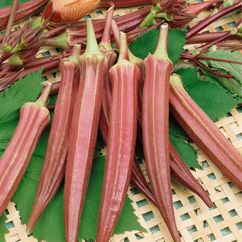 homeagro - Lady Finger Vegetable ( 50 Seeds )