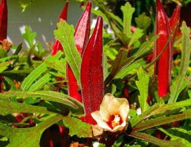 homeagro - Lady Finger Vegetable ( 50 Seeds )