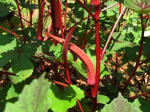 homeagro - Lady Finger Vegetable ( 50 Seeds )