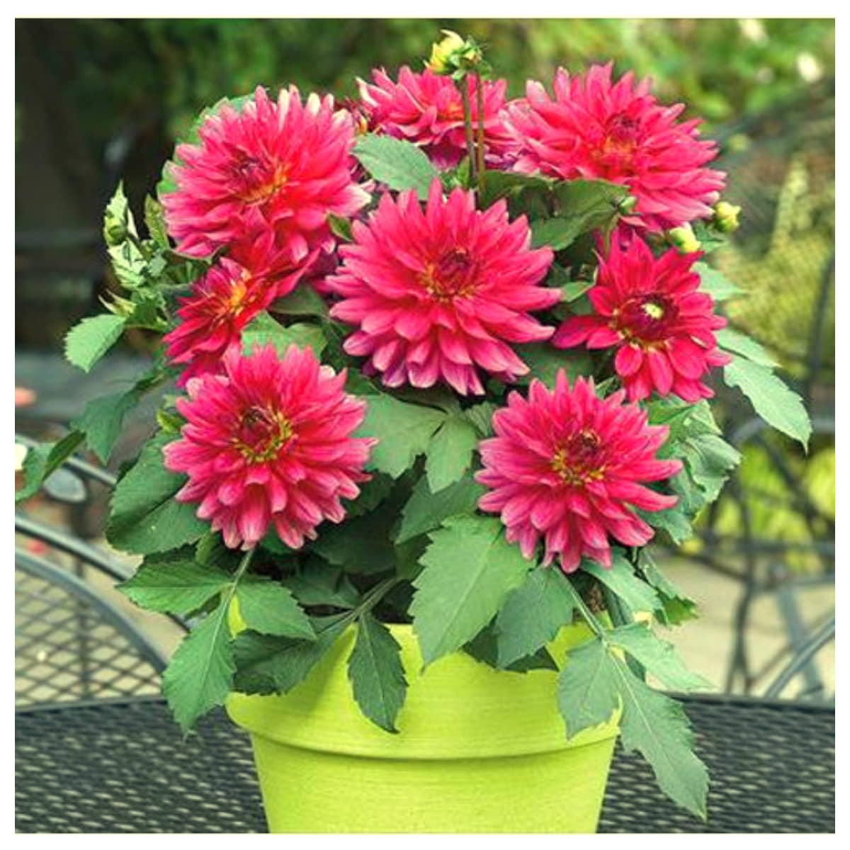 homeagro - Dahlia Mixed Flower ( 25 Seeds )