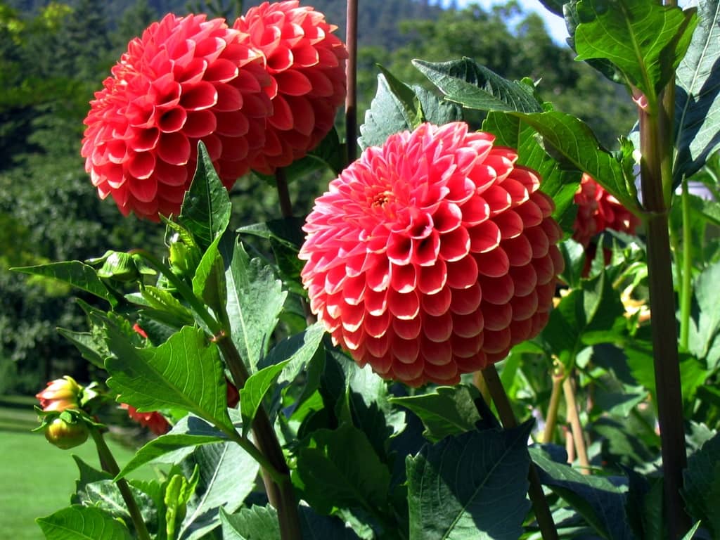 homeagro - Dahlia Mixed Flower ( 25 Seeds )