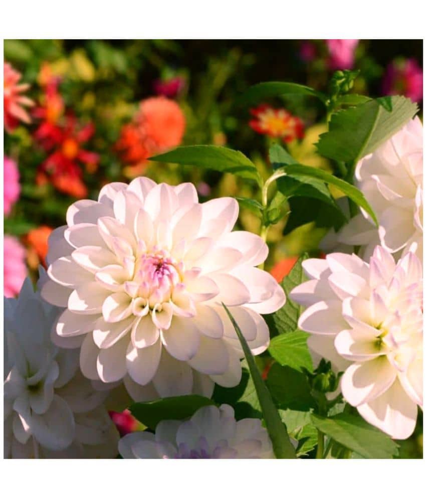 homeagro - Dahlia Mixed Flower ( 25 Seeds )