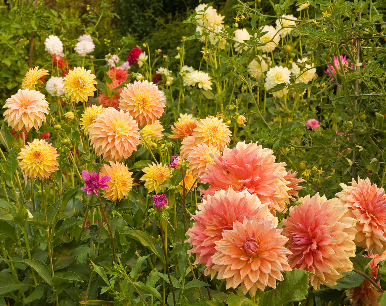 homeagro - Dahlia Mixed Flower ( 25 Seeds )