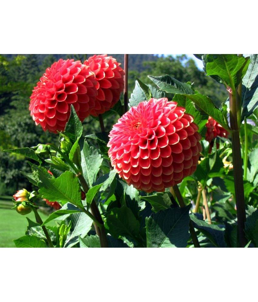     			homeagro - Dahlia Mixed Flower ( 25 Seeds )