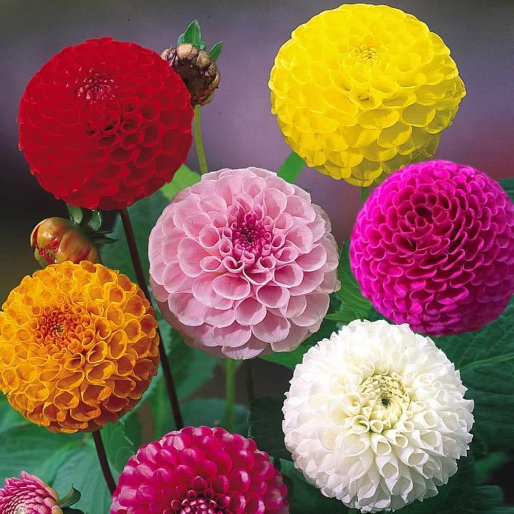 homeagro - Dahlia Mixed Flower ( 25 Seeds )