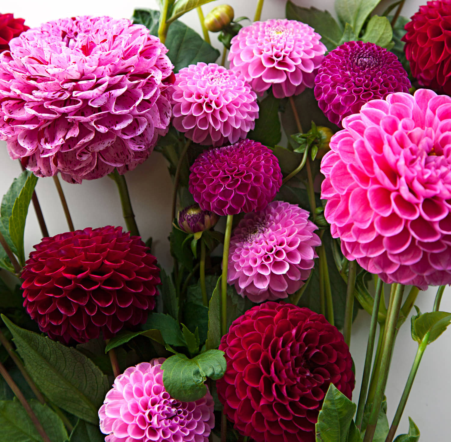 homeagro - Dahlia Mixed Flower ( 25 Seeds )
