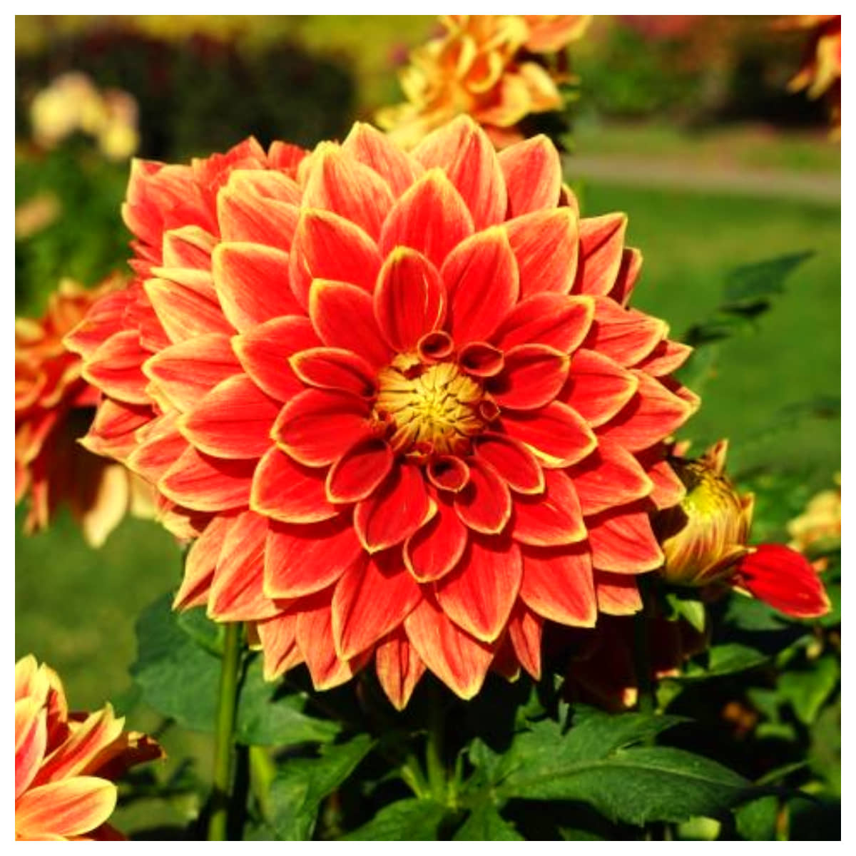 homeagro - Dahlia Mixed Flower ( 25 Seeds )