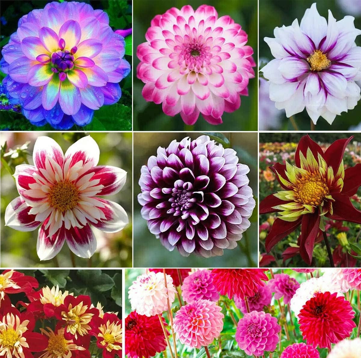 homeagro - Dahlia Mixed Flower ( 25 Seeds )