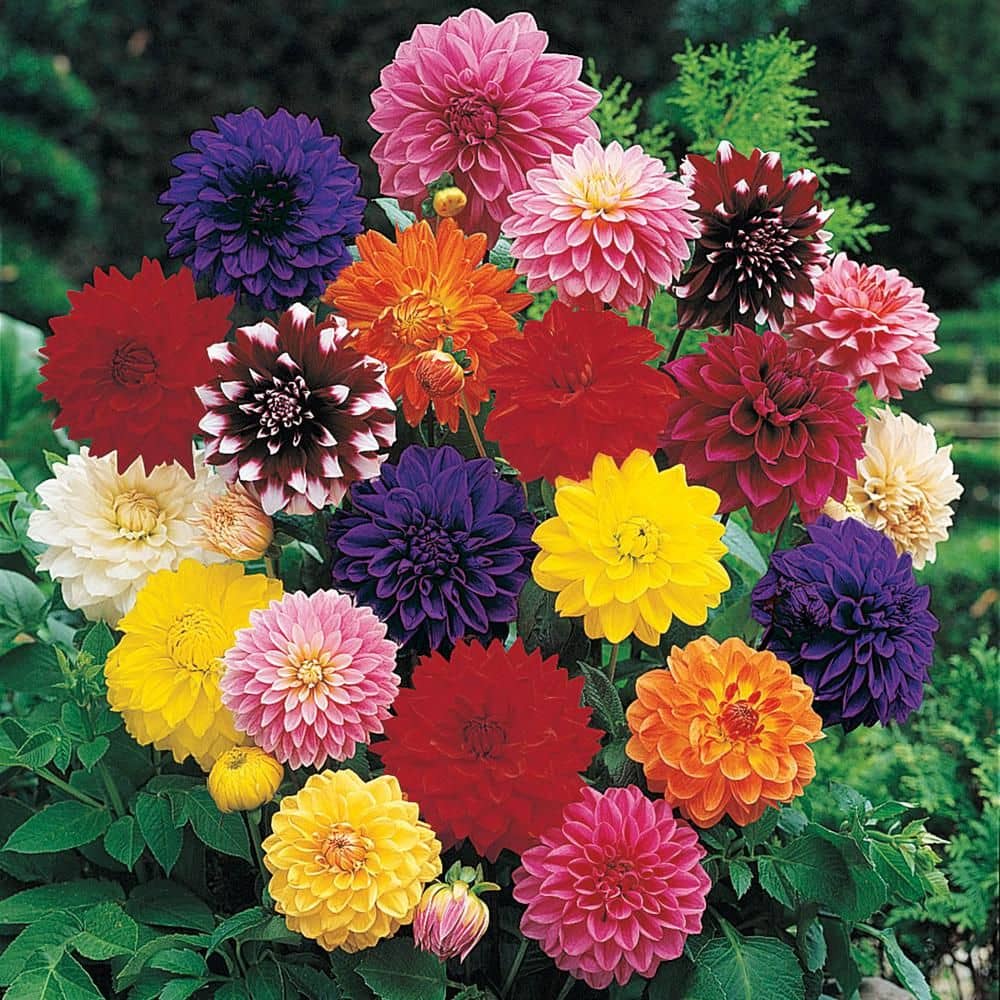 homeagro - Dahlia Mixed Flower ( 25 Seeds )