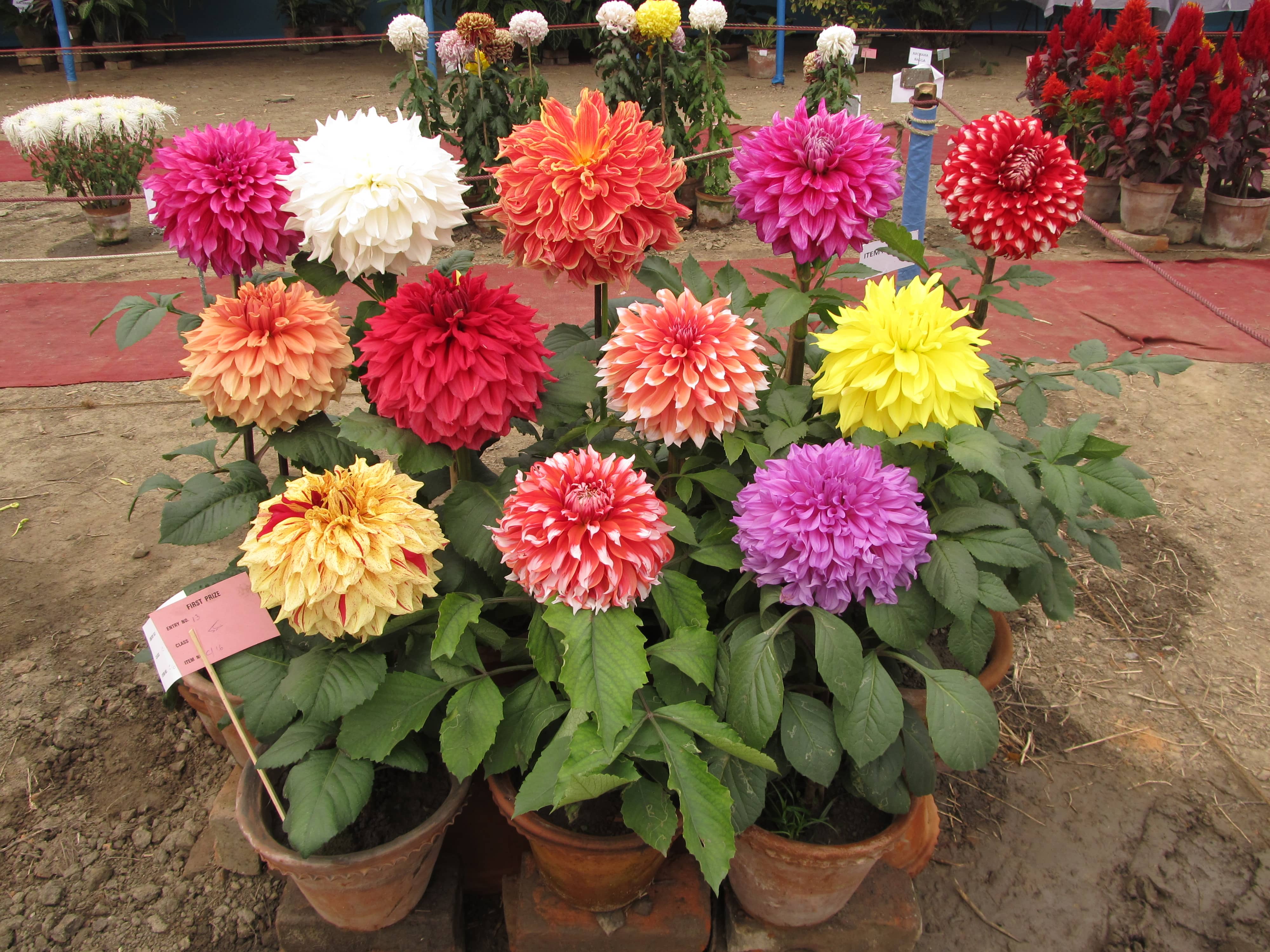 homeagro - Dahlia Mixed Flower ( 25 Seeds )