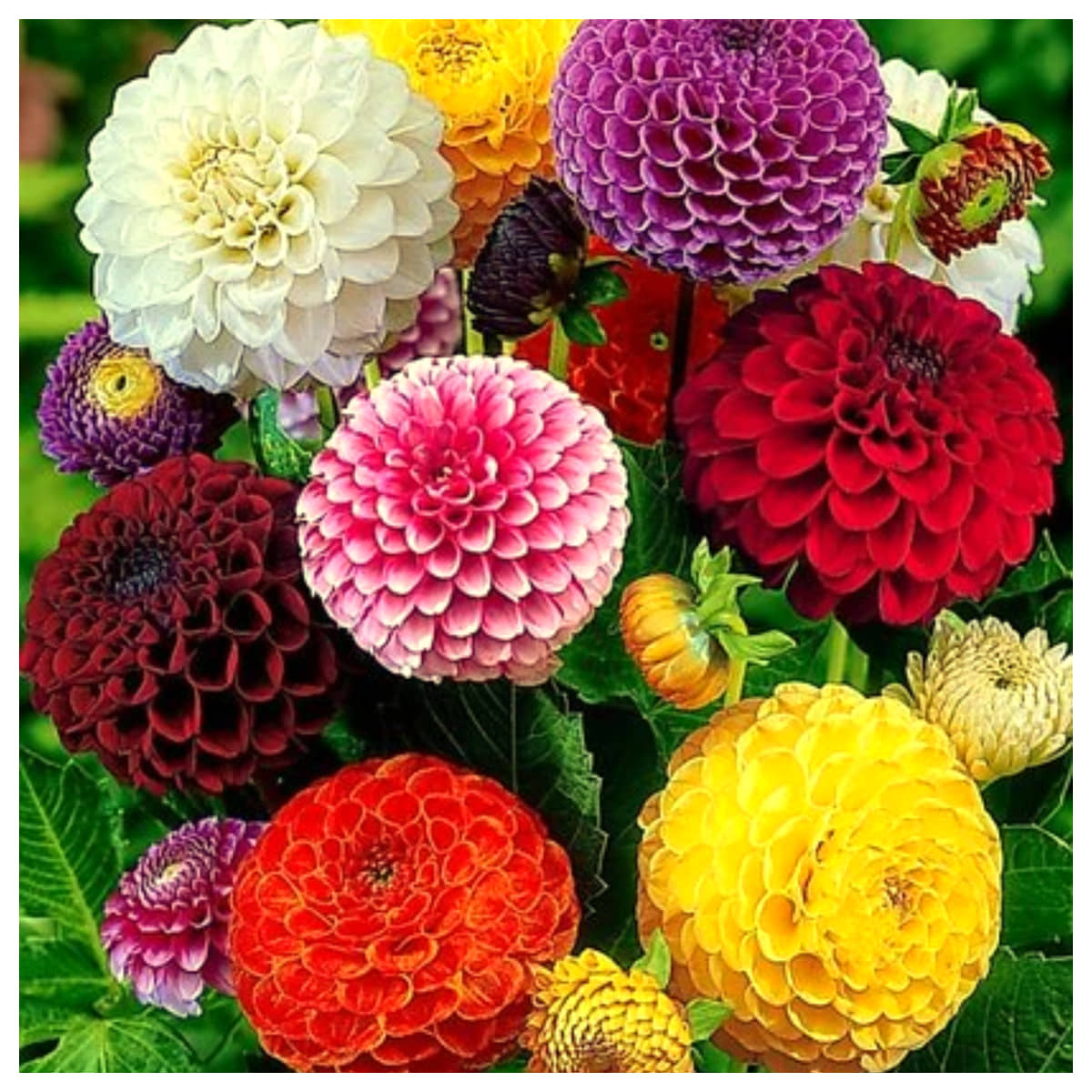homeagro - Dahlia Mixed Flower ( 25 Seeds )