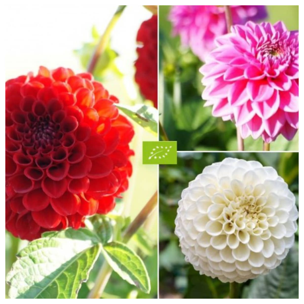 homeagro - Dahlia Mixed Flower ( 25 Seeds )
