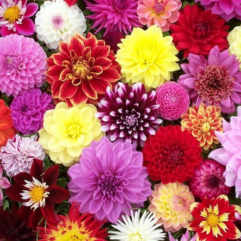 homeagro - Dahlia Mixed Flower ( 25 Seeds )
