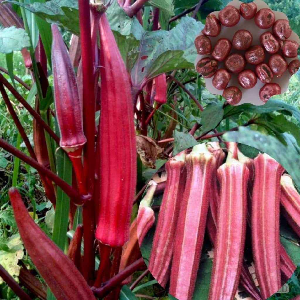 homeagro - Lady Finger Vegetable ( 50 Seeds )